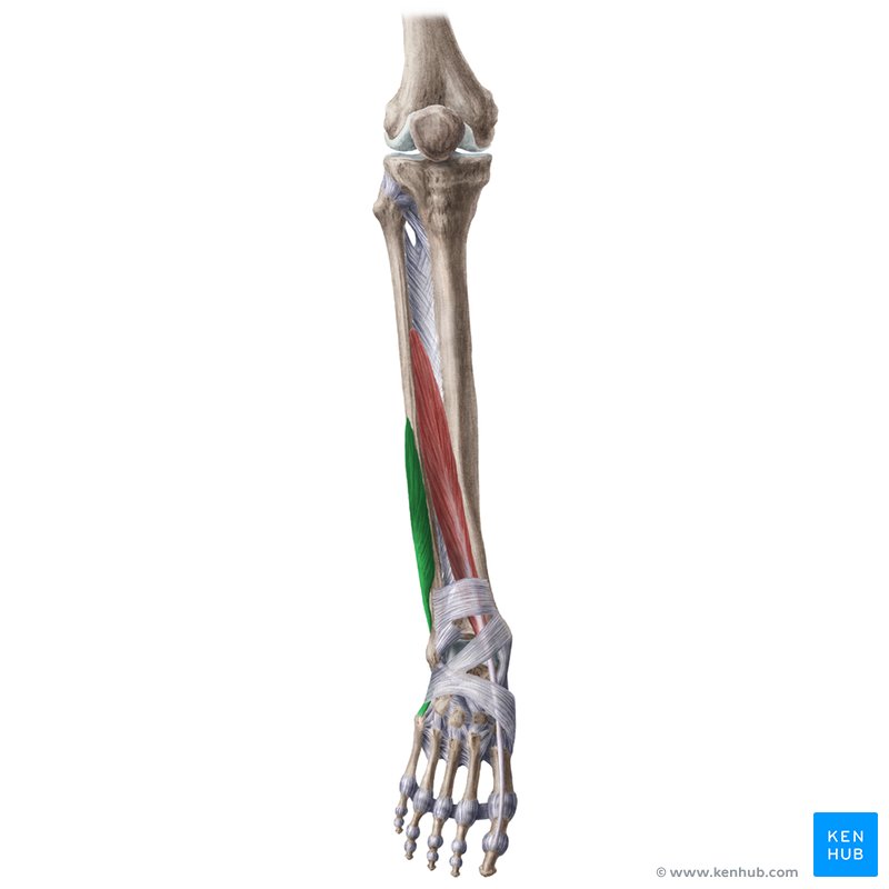 Fibularis brevis muscle (Musculus fibularis brevis)