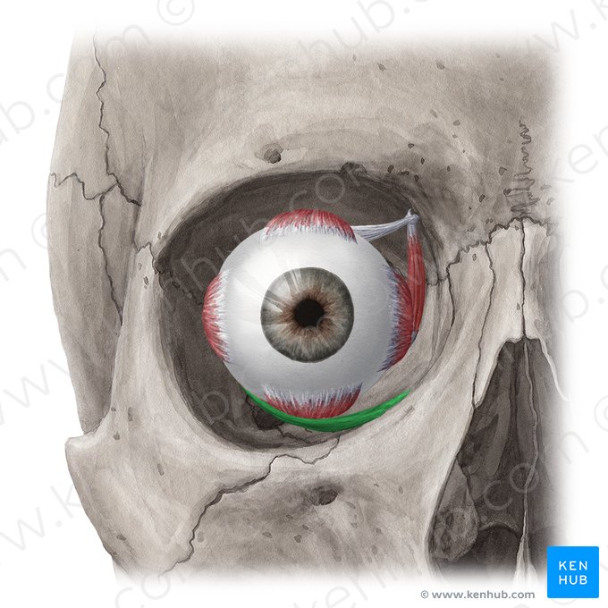 Músculo oblíquo inferior (Musculus obliquus inferior); Imagem: Yousun Koh