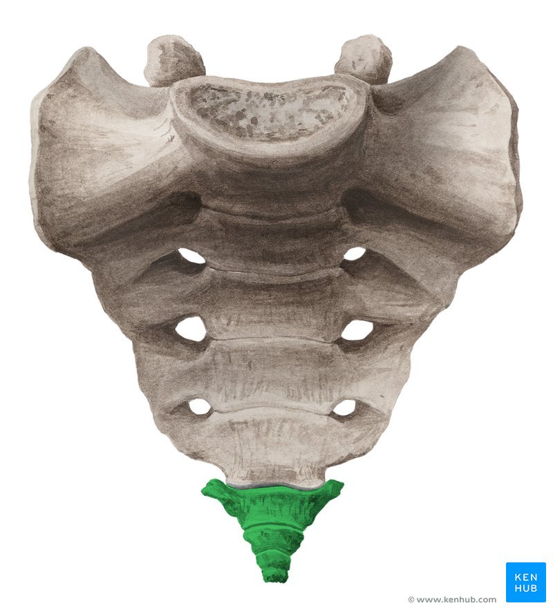 Coccyx: Anatomical structure and function | Kenhub