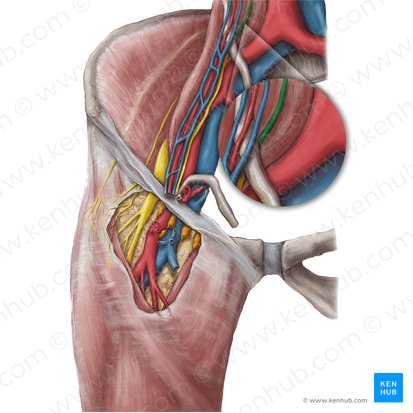 Genitofemoral nerve (Nervus genitofemoralis); Image: Hannah Ely