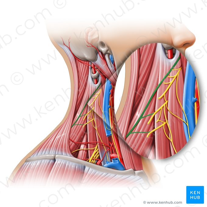 Accessory nerve (Nervus accessorius); Image: Paul Kim