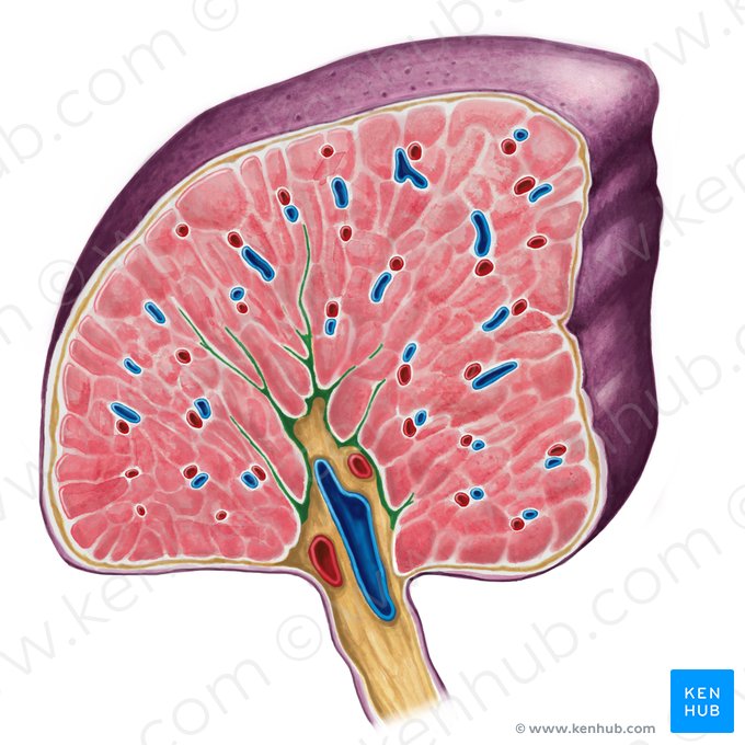 Trabéculas esplénicas (Trabeculae splenis); Imagen: Irina Münstermann