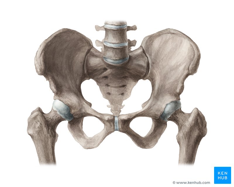 Pelve feminina e masculina - Anatomia dos ossos do quadril