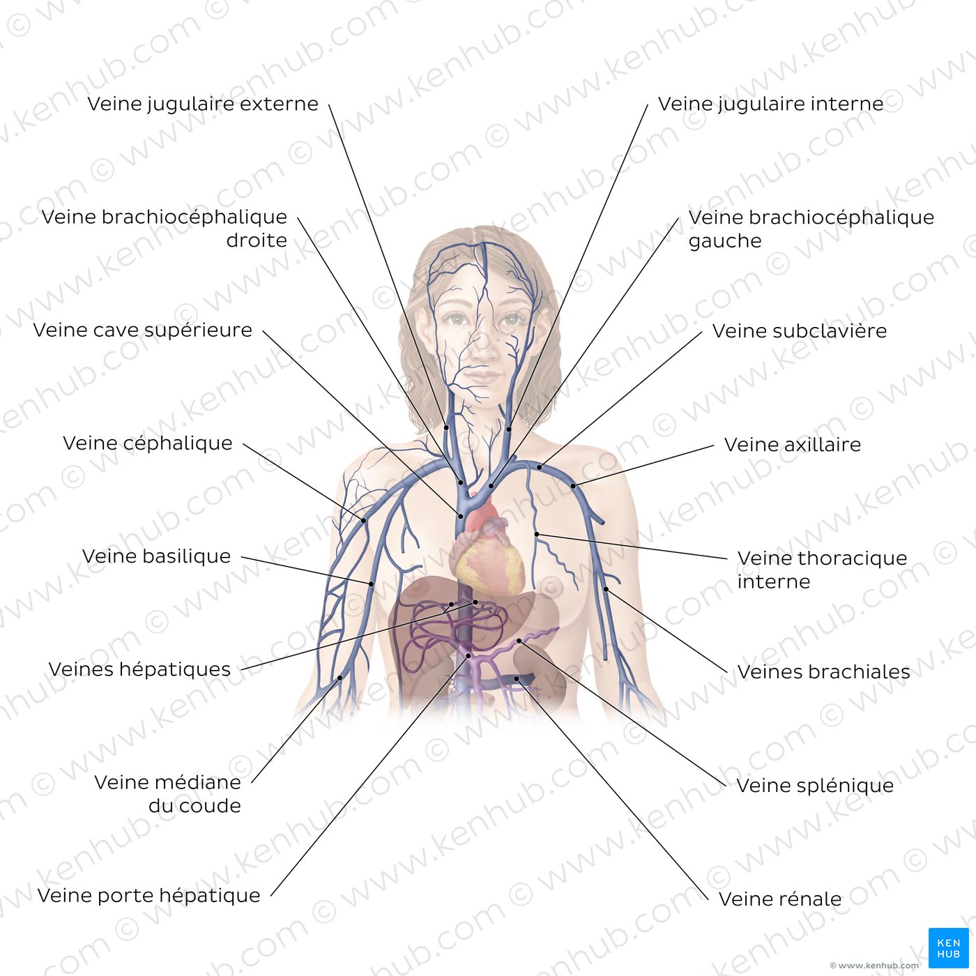 Système cardiovasculaire : Veines de la partie supérieure du corps