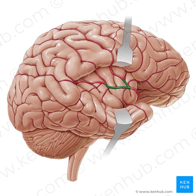 Ramos terminais superior e inferior da artéria cerebral média (Partes corticales superiores et inferiores arteriae cerebri mediae); Imagem: Paul Kim