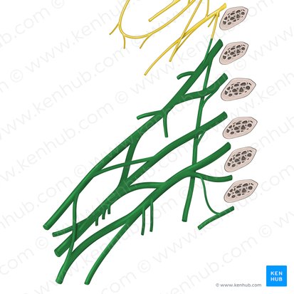 Plexo braquial (Plexus brachialis); Imagem: Begoña Rodriguez