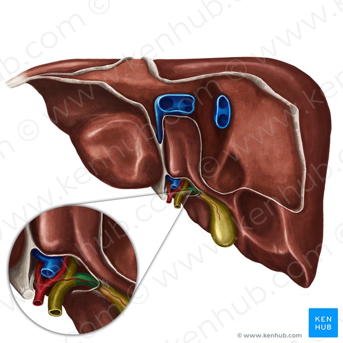 Cystic duct (Ductus cysticus); Image: Irina Münstermann