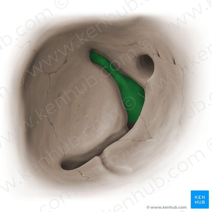 Superior orbital fissure (Fissura orbitalis superior); Image: Paul Kim