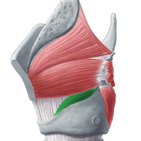 Músculo cricoaritenóideo lateral