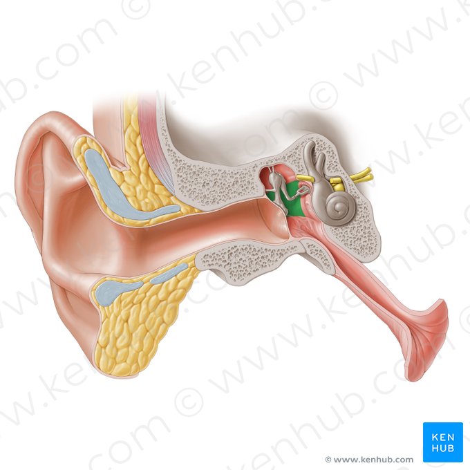 Pared mastoidea de la cavidad timpánica (Paries mastoideus cavitatis tympani); Imagen: Paul Kim