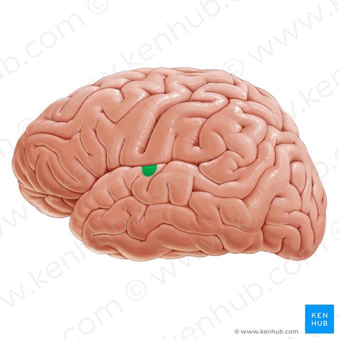 Primary auditory cortex (Cortex auditorius primarius); Image: Paul Kim