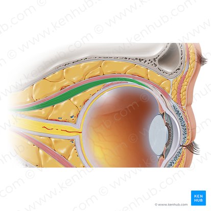 Músculo reto superior (Musculus rectus superior); Imagem: Paul Kim