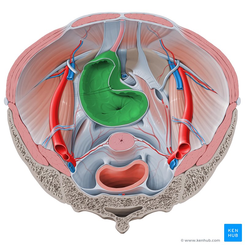 Urinary bladder