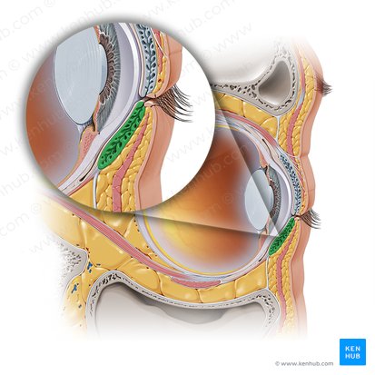 Inferior tarsus of eyelid (Tarsus inferior palpebrae); Image: Paul Kim