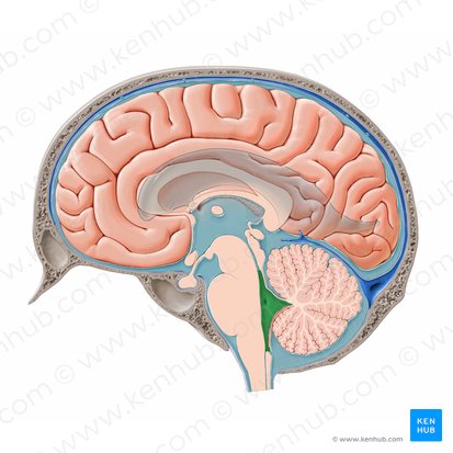 Cuarto ventrículo (Ventriculus quartus); Imagen: Paul Kim