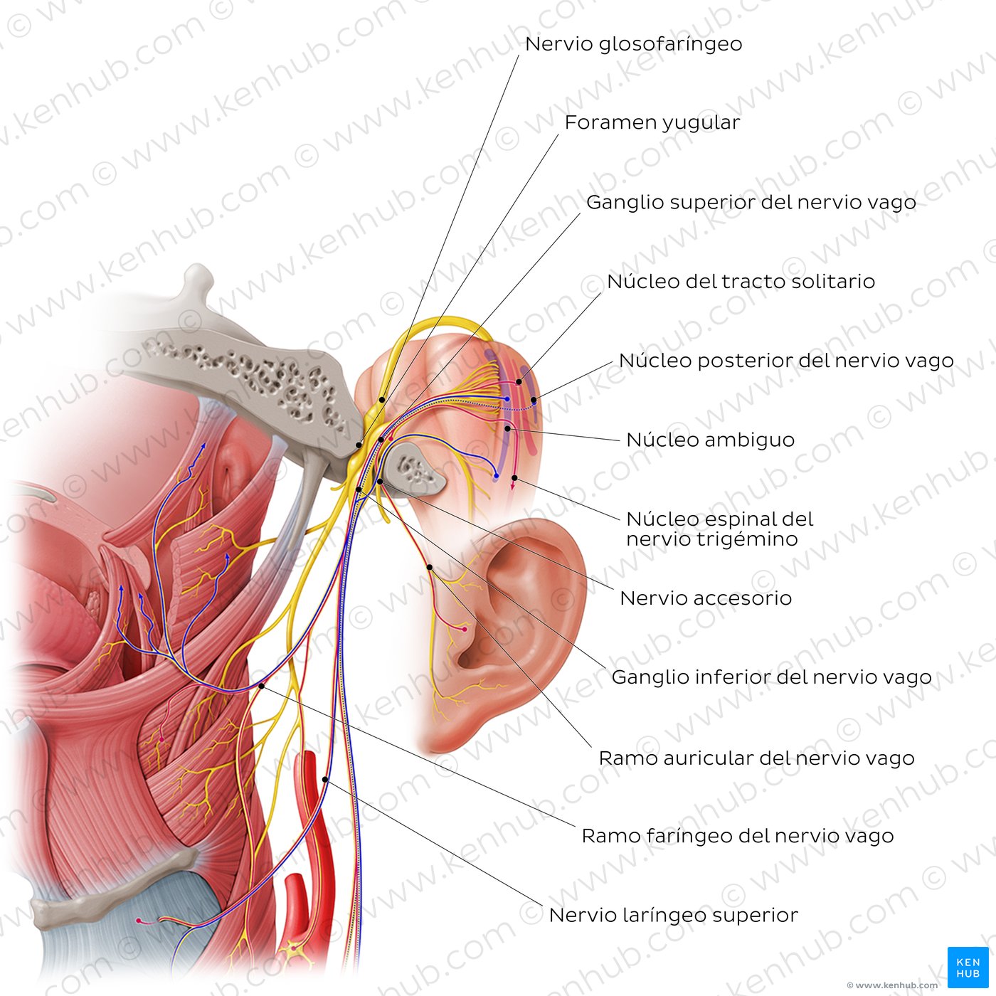 Nervio vago (par craneal X)