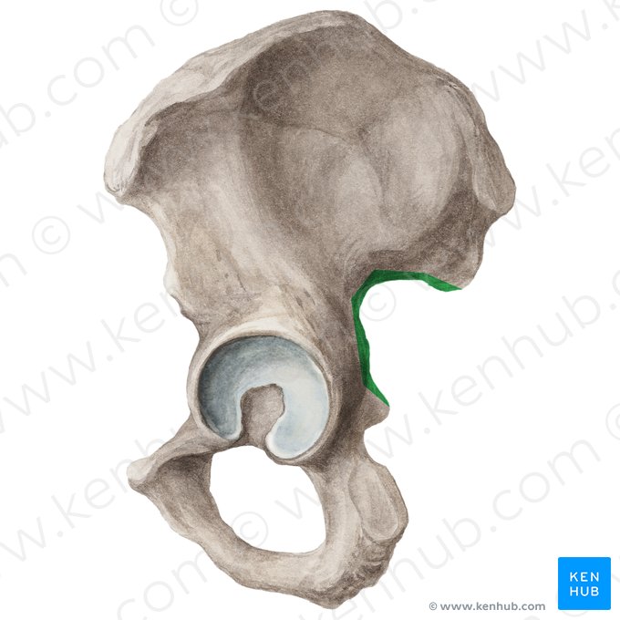 Greater sciatic notch of hip bone (Incisura ischiadica major ossis coxae); Image: Liene Znotina