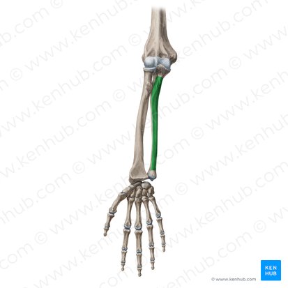 Superfície anterior da ulna (Facies anterior ulnae); Imagem: Yousun Koh