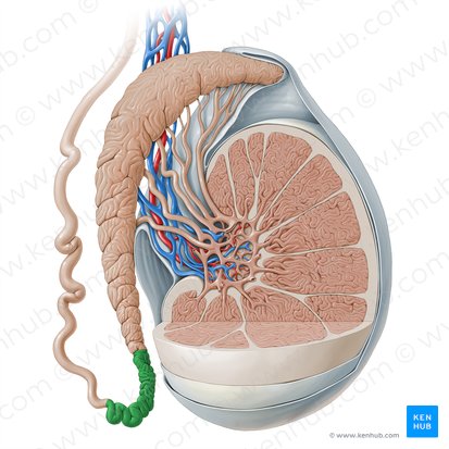 Queue de l'épididyme (Cauda epididymidis); Image : Paul Kim