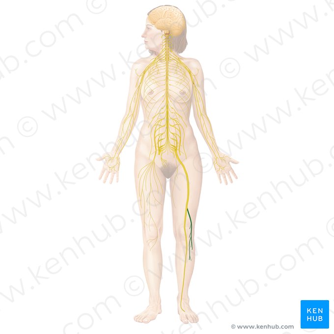 Nervo fibular comum (Nervus fibularis communis); Imagem: Begoña Rodriguez