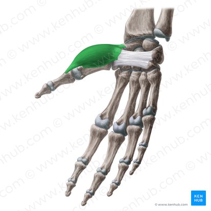 Músculo abdutor curto do polegar (Musculus abductor pollicis brevis); Imagem: Yousun Koh