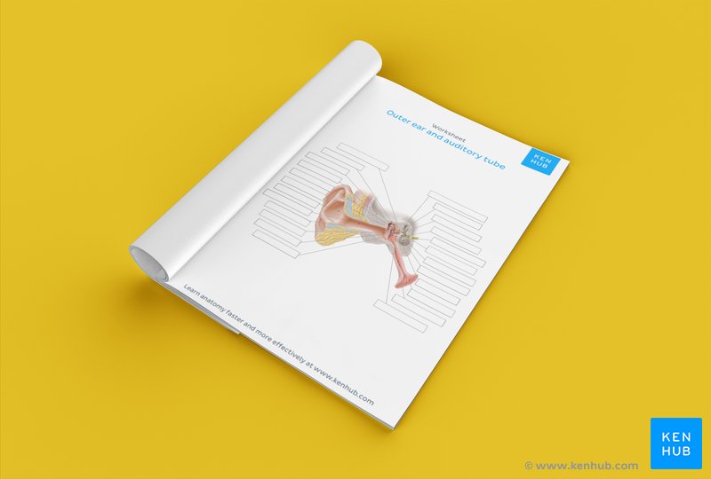 Ear Anatomy Diagram Quiz