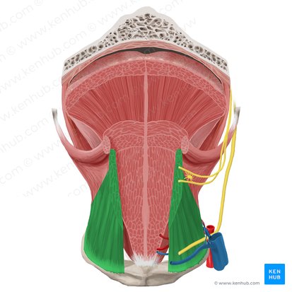 Musculus hyoglossus (Zungenbein-Zungen-Muskel); Bild: Begoña Rodriguez