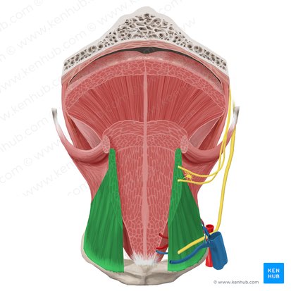 Hyoglossus muscle (Musculus hyoglossus); Image: Begoña Rodriguez