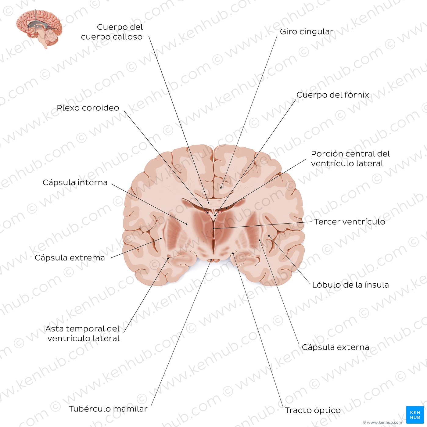 Corte coronal del encéfalo (a nivel del tálamo): Estructuras de sustancia blanca