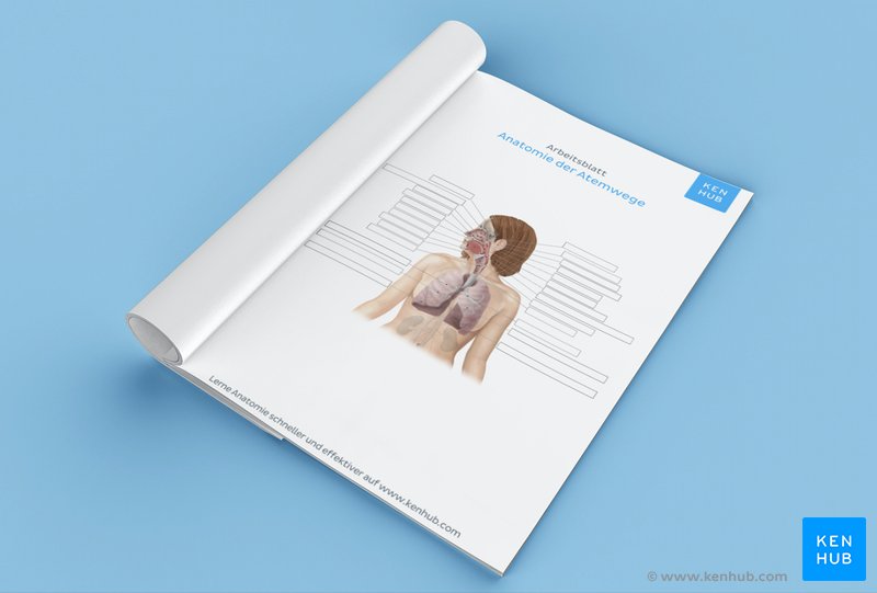 Teste dein Wissen über die Anatomie des Atmungssystems mit unserem unbeschrifteten "die Atmung des Menschen Arbeitsblatt" (Download unten)