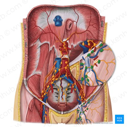 Superficial inguinal lymph nodes (Nodi lymphoidei inguinales superficiales); Image: Irina Münstermann