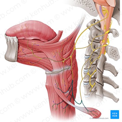 Asa cervical (Ansa cervicalis); Imagen: Paul Kim