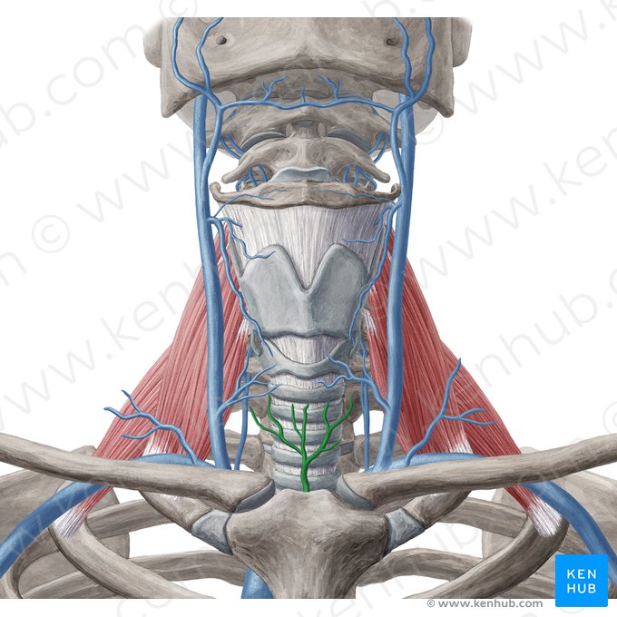 Inferior thyroid vein (Vena thyroidea inferior); Image: Yousun Koh