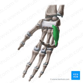 Flexor digiti minimi brevis muscle of hand (Musculus flexor digiti minimi brevis manus); Image: Yousun Koh