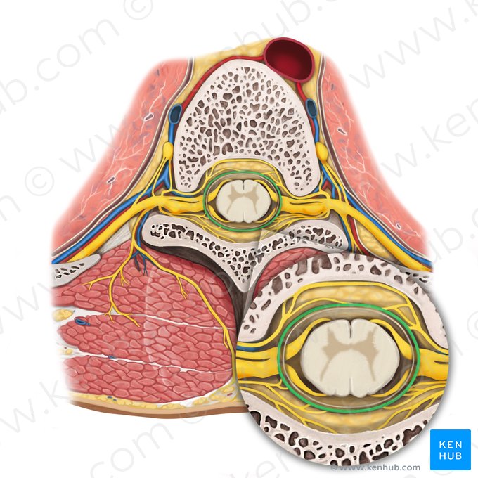 Dura mater spinalis (Harte Rückenmarkshaut); Bild: Rebecca Betts