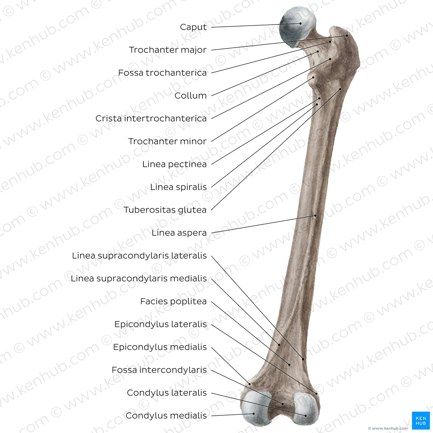 Femur: Hintere Ansicht