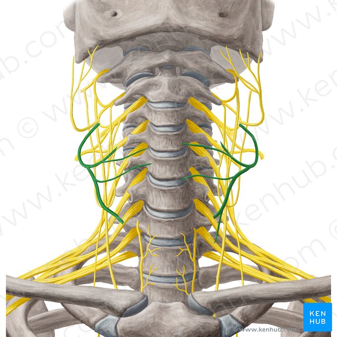 Nervo cervical transverso (Nervus transversus colli); Imagem: Yousun Koh