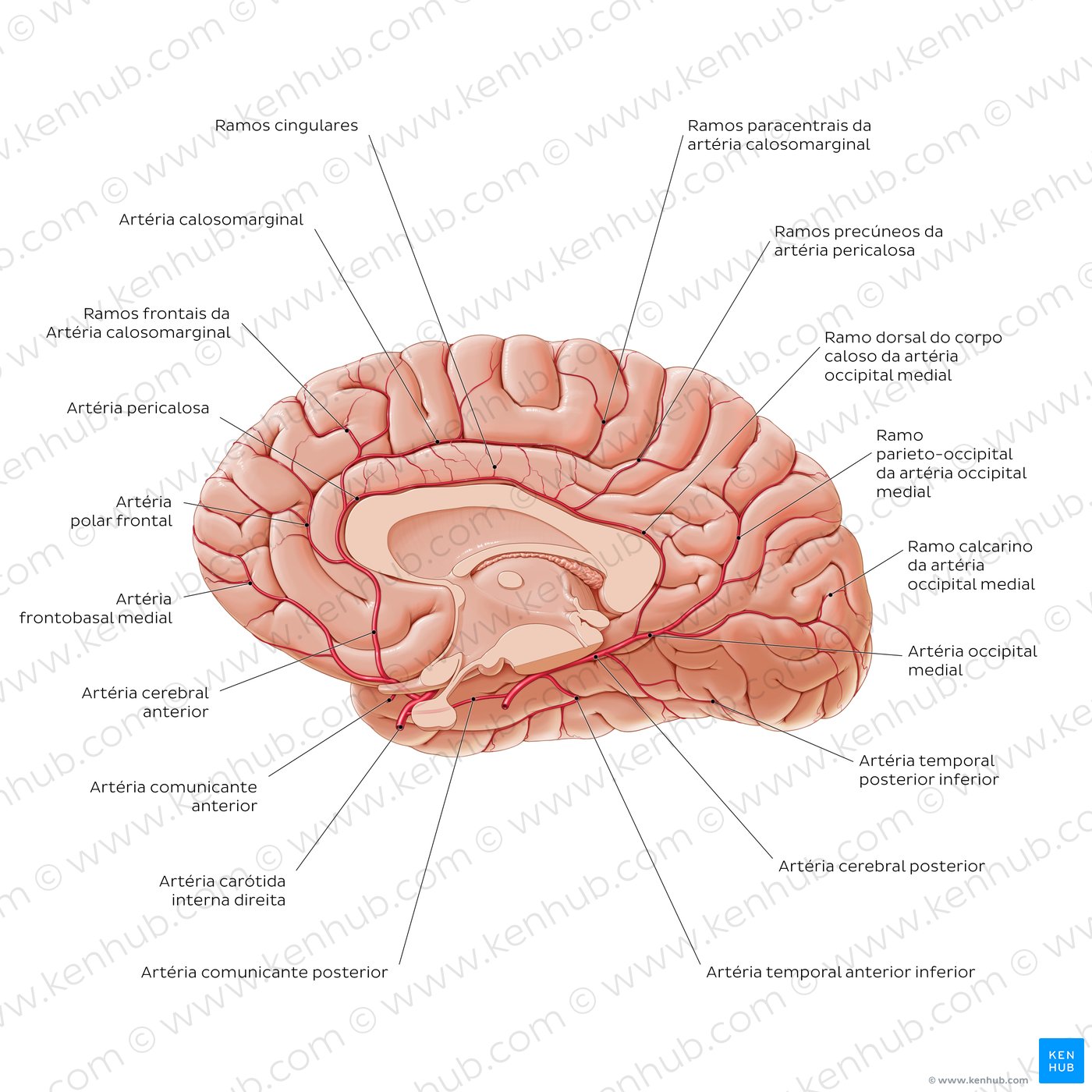 Blood supply to the corpus callosum and surrounding structures