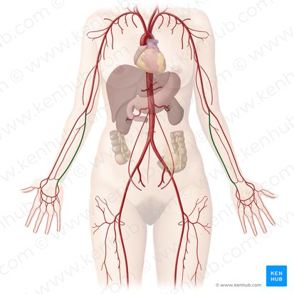 Artère ulnaire (Arteria ulnaris); Image : Begoña Rodriguez