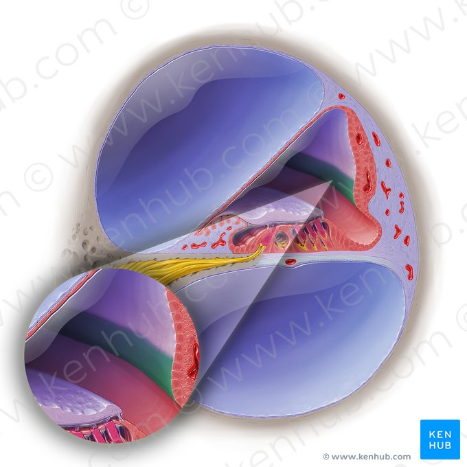 Proeminência espiral (Prominentia spiralis ducti cochlearis); Imagem: Paul Kim