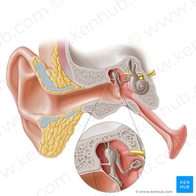 Superior ligament of incus (Ligamentum superius incudis); Image: Paul Kim