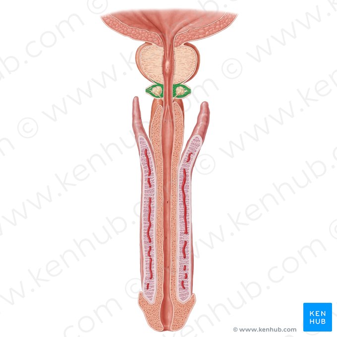 Muscle sphincter externe de l'urèthre masculin (Musculus sphincter externus urethrae masculinae); Image : Samantha Zimmerman