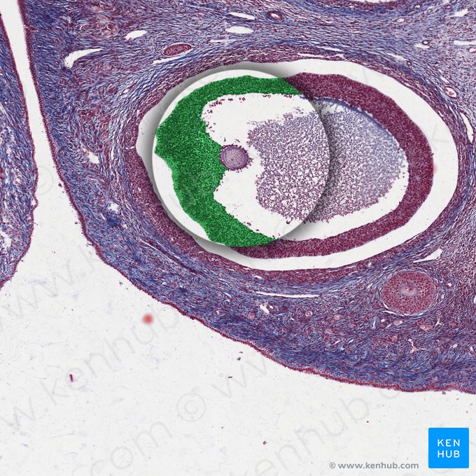 Células da granulosa (Epitheliocyti granulares); Imagem: 