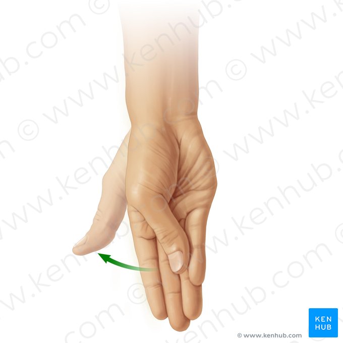 Reposition of thumb (Repositio pollicis); Image: Paul Kim