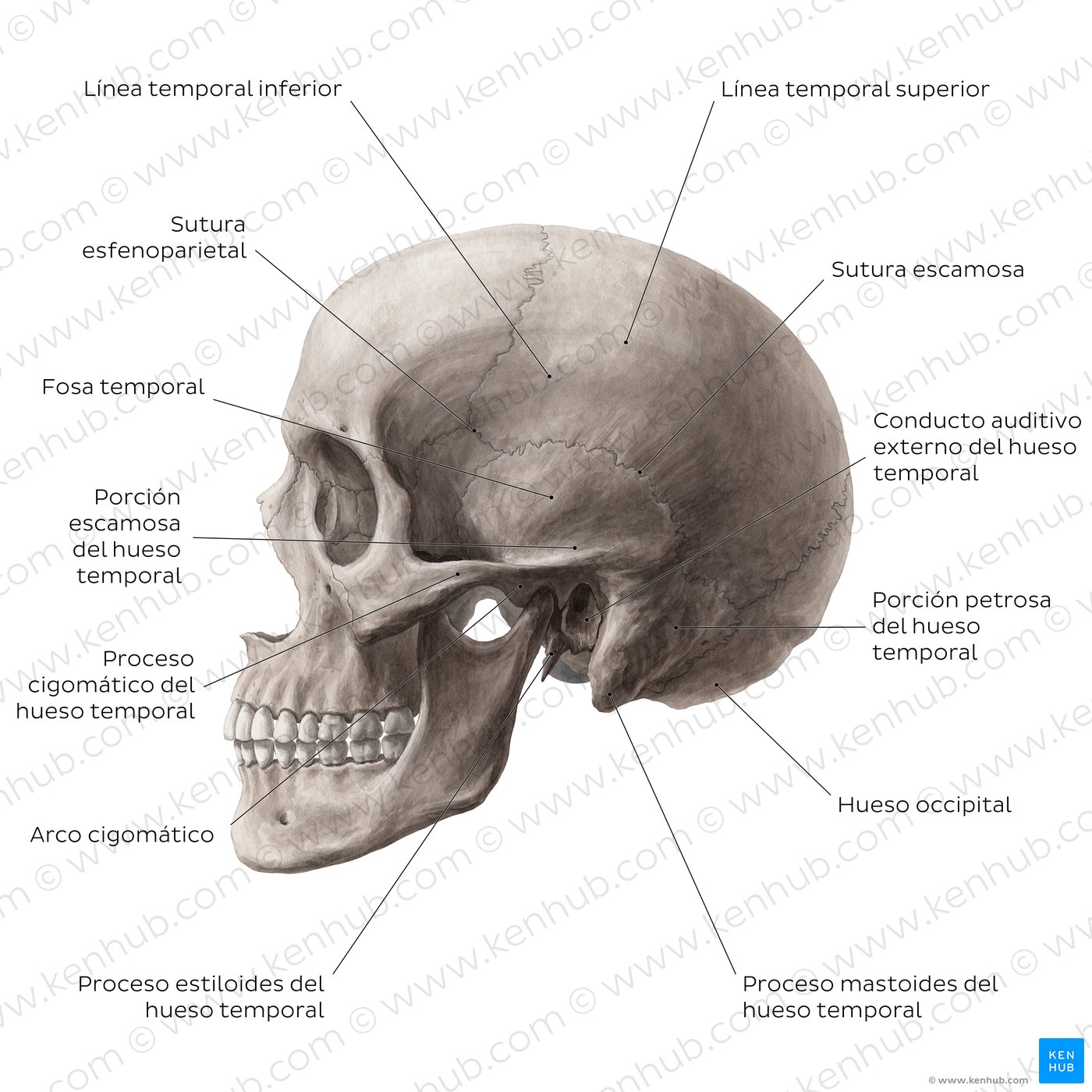 Vista lateral del cráneo
