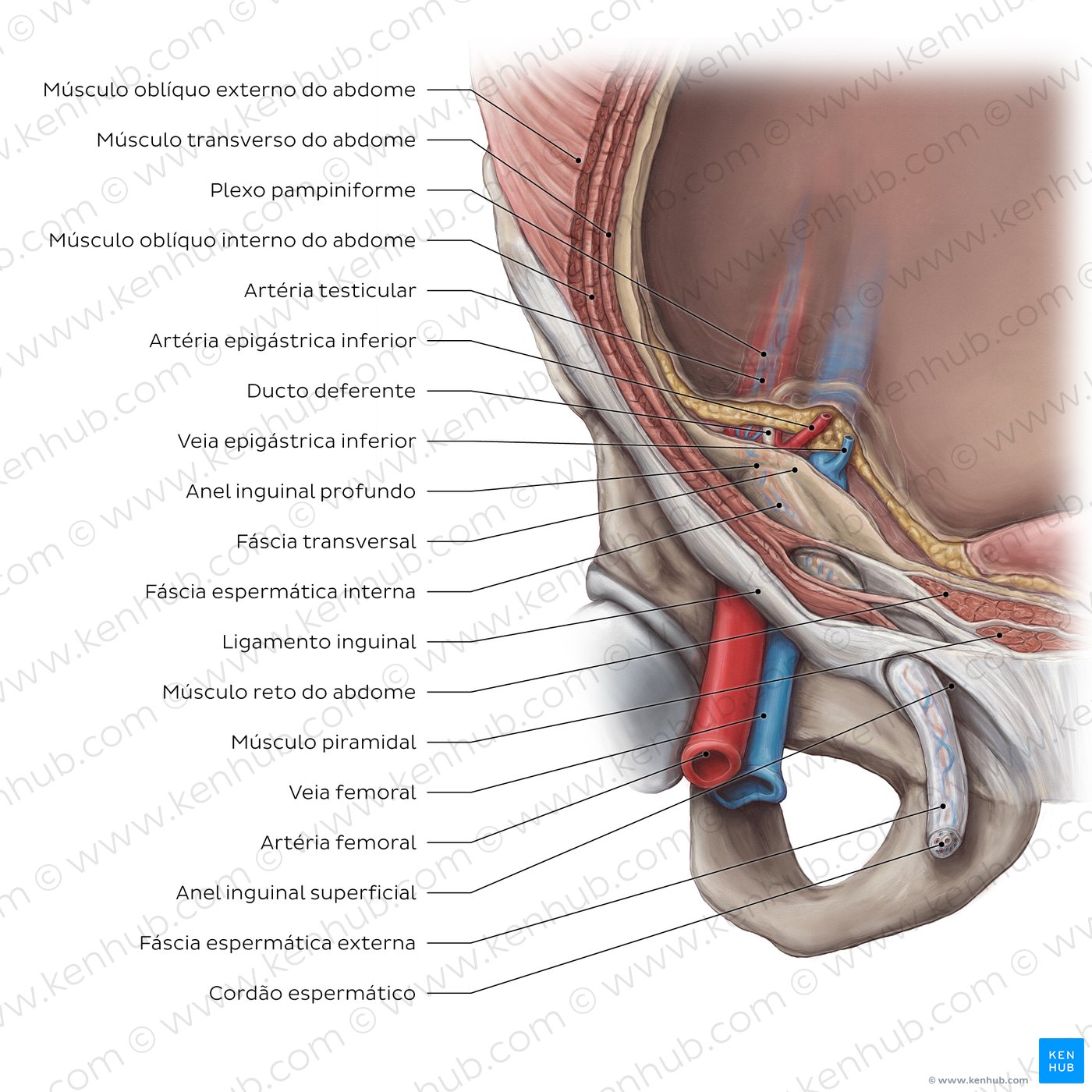 Canal inguinal
