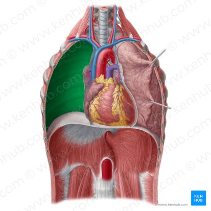 Pars costalis pleurae parietalis (Rippenteil des Rippenfells); Bild: Yousun Koh