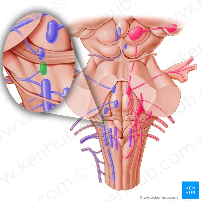 Inferior salivatory nucleus (Nucleus salivatorius inferior); Image: Paul Kim