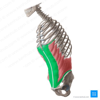 Aponeurose do músculo oblíquo externo do abdômen (Aponeurosis musculi obliqui externi abdominis); Imagem: Yousun Koh