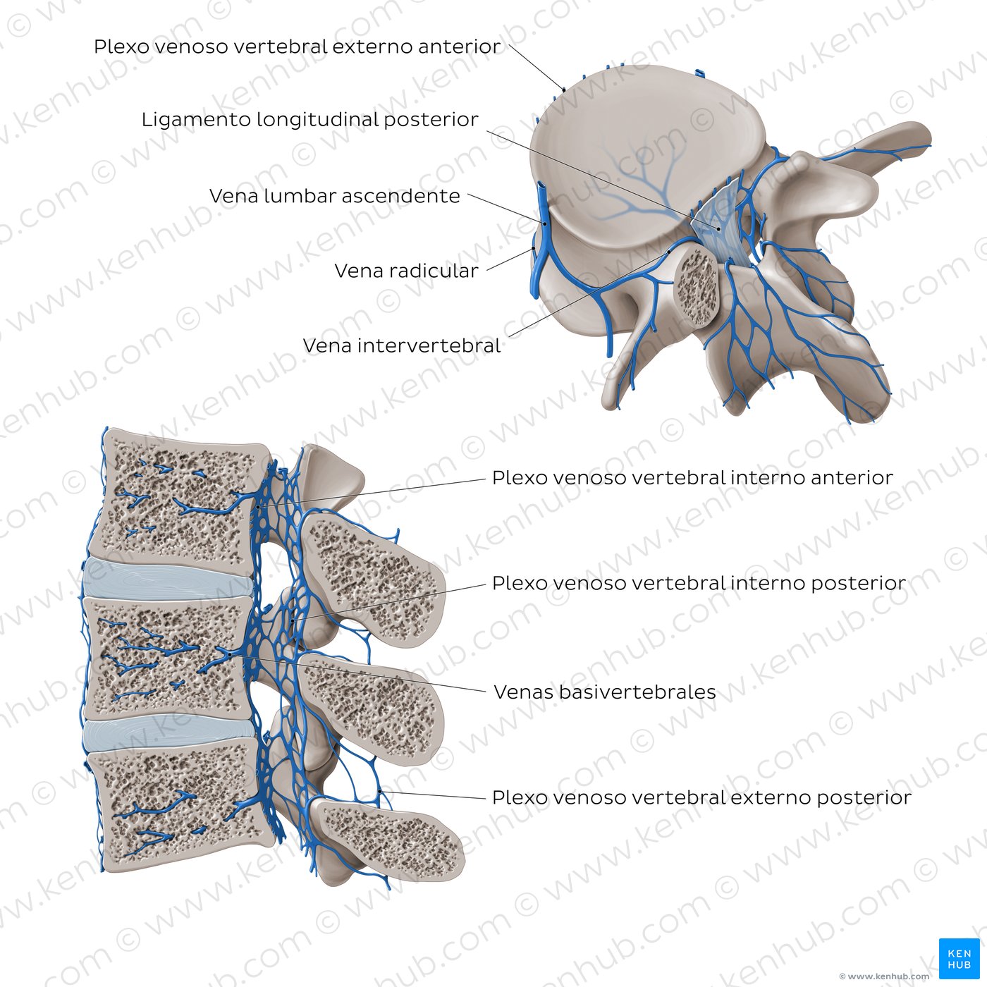 Venas de la cólumna vertebral